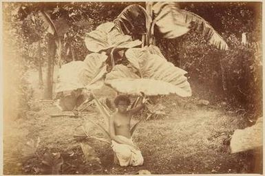 Girl Under a Taro Plant at Fiji