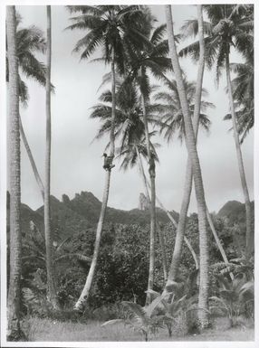 Pacific Islands - Cook Island - Rarotonga - Agriculture