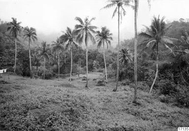 ["träd, palm, landskap, hydda, fotografi, photograph"]