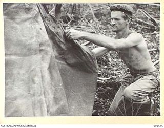 BOUGAINVILLE. 1945-05-24. PRIVATE R.A. BUTT, 58/59 INFANTRY BATTALION, SETTING UP HIS TWO MAN TENT IN THE COMPANY PERIMETER ON THE AITARA TRACK SOUTH OF THE POROREI RIVER. THE INFANTRY ARE BEING ..