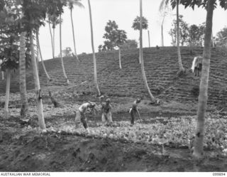 RABAUL, NEW BRITAIN, 1946-03-15. FARM WORKERS IN ONE OF THE GARDENS WITHIN THE CAMP AREA AT 5 GROUP CAMP. THE CAMP IS ONE OF THIRTEEN GROUP CAMPS ESTABLISHED AROUND RABAUL FOR THE CONCENTRATION OF ..