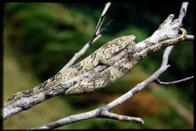 Eurydactylodes vieillardi