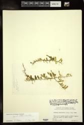Caulerpa taxifolia