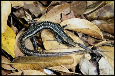 Skink sp.