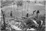 Pig festival, pig sacrifice, Tsembaga: construction of ritual fence through which allies will be fed pork