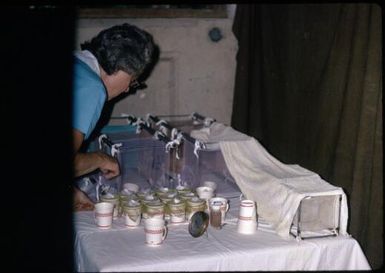 Working with anopheline mosquitoes in the laboratory, Yagaum (2) : Papua New Guinea, 1974 / Terence and Margaret Spencer