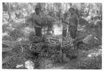 Harvesting 'ufi lei toutu'u of the Free Wesleyan Church at Pōme'e. (Ngatu, Lātū Vaka; 'Atonio; Vātau.)