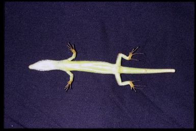 Epibator nigrofasciolatus