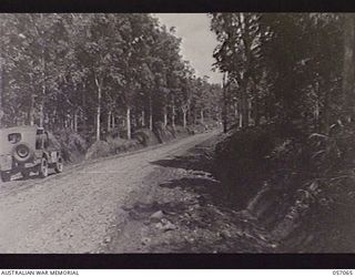 KOITAKI, NEW GUINEA. 1943-09-19. AN AREA OF YOUNG RUBBER TREES. THESE TREES WILL NOT PRODUCE RUBBER FOR SEVERAL YEARS