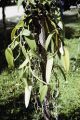 French Polynesia, close-up of vanilla bean vine growing on Moorea Island