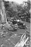 Pig festival, pig sacrifice, Tsembaga: men cut meat from sacrificed pig, man (r) wears hornbill ornaments and paper pinned to headdress