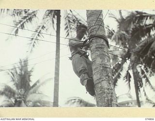 MILILAT, NEW GUINEA. 1944-07-16. SIGNALLER T. BURKE, LINESMAN, HEADQUARTERS, 5TH DIVISION ERECTING A NEW TELEPHONE ON A COCONUT PALM