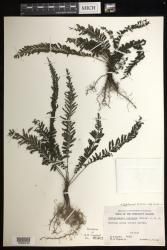 Cephalomanes atrovirens subsp. boryanum