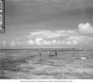 Scientists wading in reef around Namu Island to net poisoned fish, 1947