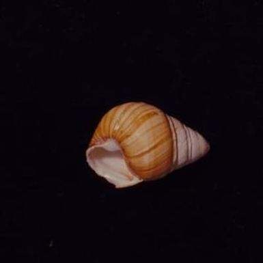 [Achatinella lorata close-up from Lake Waiau, United States]