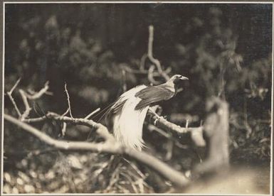 Views from Dilava Mission Station [Bird of Paradise] Frank Hurley