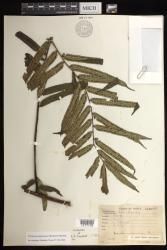 Marattia novoquineensis