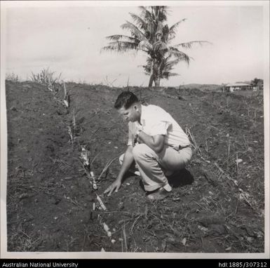 Inspecting cane growth