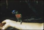 Lorikeet