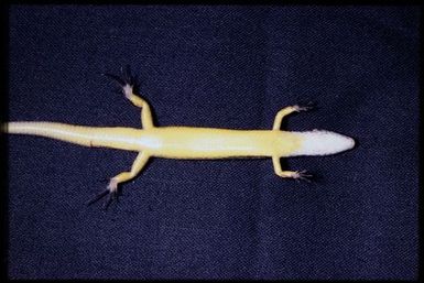 Caledoniscincus haplorhinus