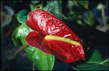 Red anthuriums