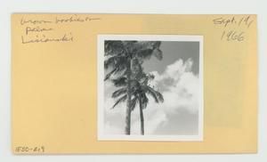 [Brown booby in Hawaii, envelope IE30-219]
