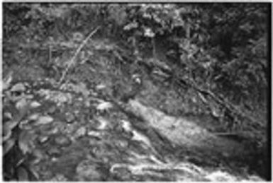 Pig festival, pig sacrifice, Tsembaga: pigs are led across a stream, note pig fence