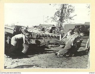 BOUGAINVILLE ISLAND. 1945-01-20. GUNNERS OF THE 2ND FIELD REGIMENT, MANHANDLING THEIR 25 POUNDERS INTO POSITION. IDENTIFIED PERSONNEL ARE:- VX148800 GUNNER A.M. OLSEN (1); VX70556 BOMBARDIER I.K. ..