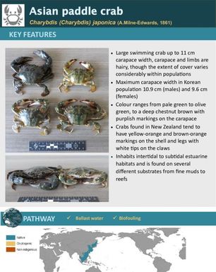 Asian paddle crab | Charybdis (Charybdis) japonica