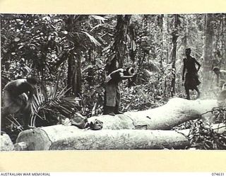 BASAMA-LAE AREA. NEW GUINEA. 1944-07-16. NATIVES CONTROLLED BY THE AUSTRALIAN NEW GUINEA ADMINISTRATIVE UNIT, CUTTING UP A LARGE TREE INTO SECTIONS FOR AN AUSTRALIAN ARMY SAWMILL