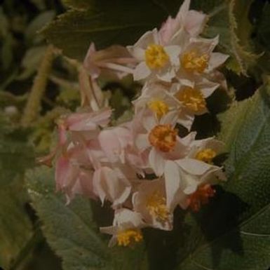 [Hillebrandia sandwicensis close-up from ʻĀinahou Ranch House , United States]