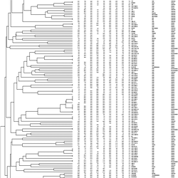 Analysis of genotypic relationship between A. terreus isolates from India (n = 101), Europe (20), USA (20), Panama (n = 1), New Zealand (n = 1), Papua New Guinea (n = 2), China (n = 1), Taiwan (n = 1) and Thailand (n = 1) using STR typing.