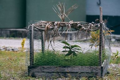 Fenced in plant, Atafu, Tokelau