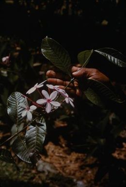 [Kopsia fruticosa close-up from Lae Botanic Garden Garden in Papua New Guinea] BRIT-A-AR003-003-04-093