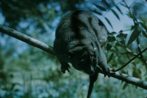 [Cuscus marsupial in Lae, Papua New Guinea]