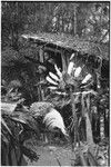 Pig festival, wig ritual, Tsembaga: at men's house, feather headdresses are made, boy sits in raised storage building