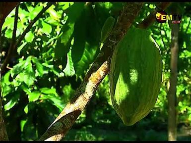 EUROPEAN COCOA MARKET