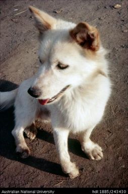 White dog