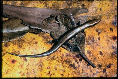 Skink sp.