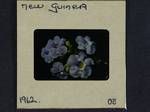 [Purple allamanda?], New Guinea, [Papua New Guinea], 1962