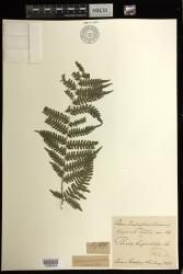 Pteris tripartita