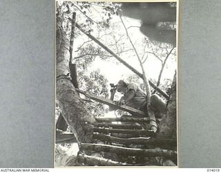 PAPUA. BUNA. ARTILLERY CLEARS WAY FOR INFANTRY. NINETY FEET ABOVE THE GROUND A FORWARD OBSERVATION OFFICER AT BUNA WATCHES THE FALL OF SHELLS FROM AN AUSTRALIAN 25 POUNDER BATTERY. HIS POST IS 300 ..