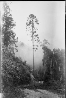 Lone klinkii or hoop pine near a gate, Edie Creek, Wau, New Guinea, 1933, 2 / Sarah Chinnery