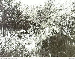 NEW IRELAND, 1945-10. AIRCRAFT WRECKAGE IN A JUNGLE CLEARING BEING EXAMINED BY ALLIED AND JAPANESE SERVICE PERSONNEL. (RNZAF OFFICIAL PHOTOGRAPH.)