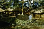 A steam pit cooking oven, Eastern Highlands, 1954