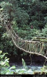 A vine bridge across the Nali River, a northern tributary of the Burnett (Djalo/ Dio) River