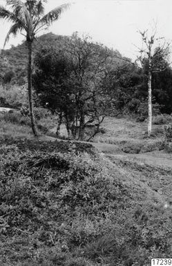 Drum, Landscape, Trees, Trees, Photography,