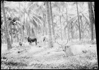 Cattle in coconut plantation near Rabaul, New Guinea, ca. 1929, 2 / Sarah Chinnery