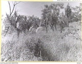 PORT MORESBY - TREES AND SEVEN FOOT GRASSES NEAR PORT MORESBY. RAAF SURVEY FLIGHT. (NEGATIVE BY N. TRACY)