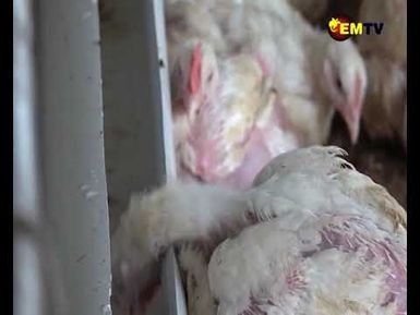 LOCAL FEED PRODUCTION